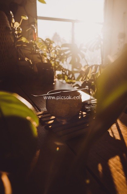 Matcha Tea Ceremony Utensils and Warm Greenery Scene in Morning Light