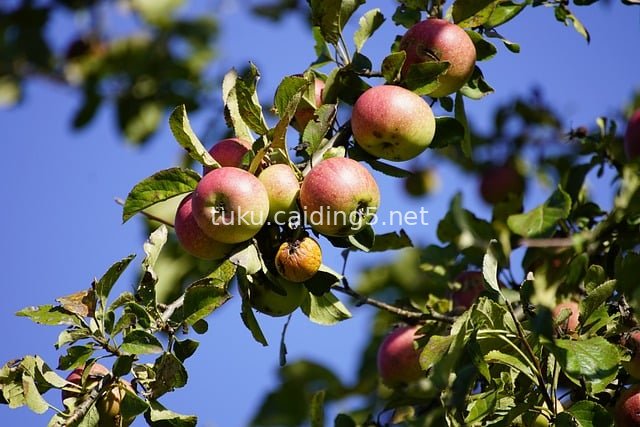 Harvest Season: Red Apples Heavy on Apple Trees, Blue Sky and Green Leaves Complement Each Other