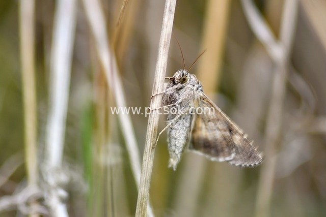 Night Moth Resting on Withered Grass Stalks: Macro Photography Showcases the Beauty of Natural Insects