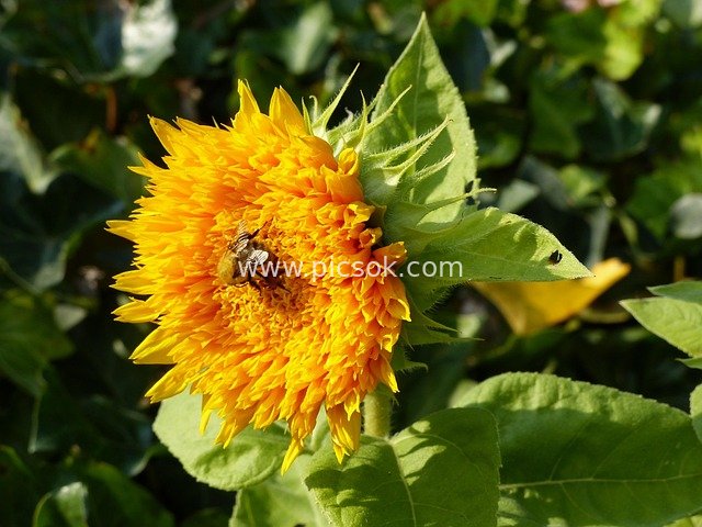Double-Flowered Sunflowers in Summer Bloom: A Beautiful Natural Scene of Bees Busily Collecting Nectar