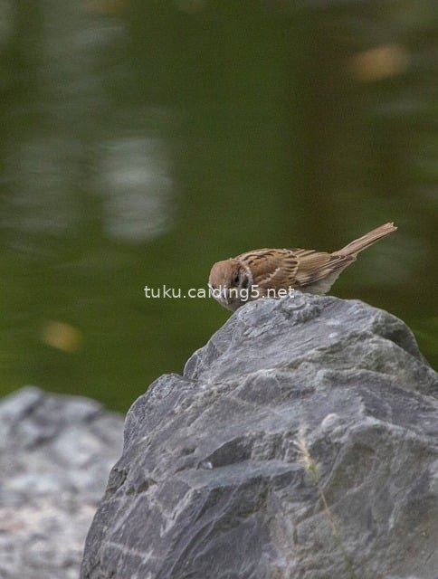 Gray-Brown Sparrow Perched on a Rock – Serene Wildlife Scene by the Water