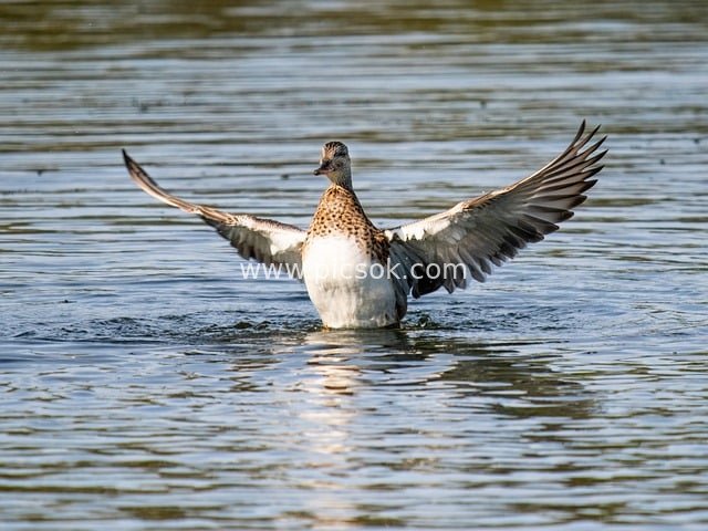 水面展翅的野生鸭 自然水域水禽动态摄影