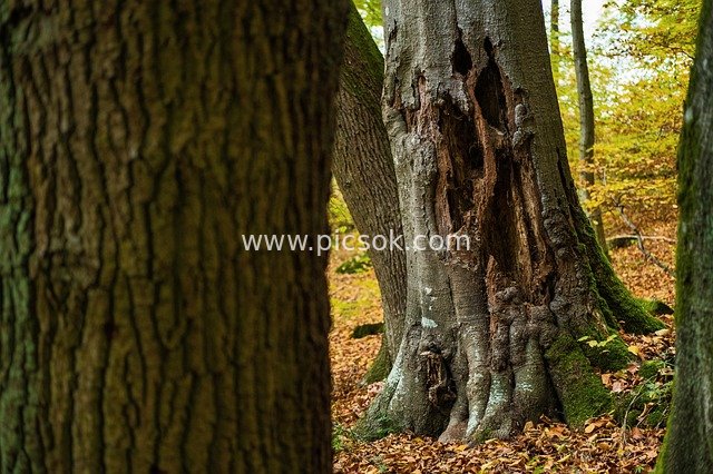 Natural Landscape of a Damaged Tree Trunk with a Tree Hole in an Autumn Forest