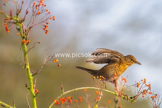 冬日红果枝上觅食的乌鸫鸟类摄影图