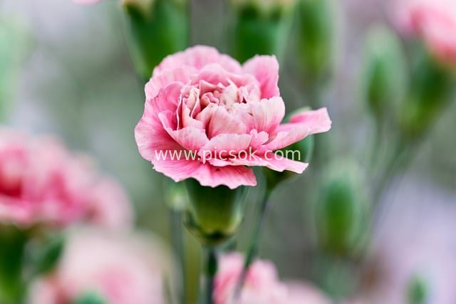 粉色康乃馨特写 清新自然花卉背景图