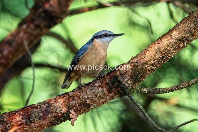nuthatch, bird, songbird, wildlife, ornithology, tree, forest, nature, eco system, nature reserve, natural reserve