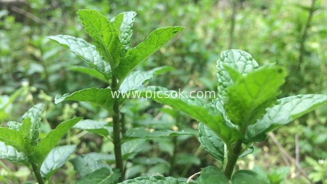 新鲜薄荷植物特写 绿色草本健康素材