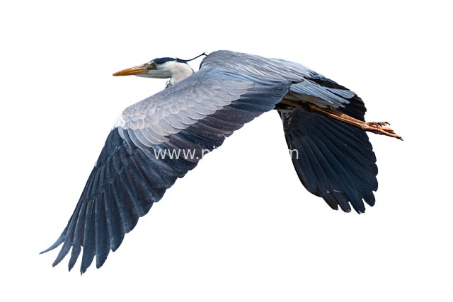 Grey Heron Soaring: The Free Spirit of Wild Birds
