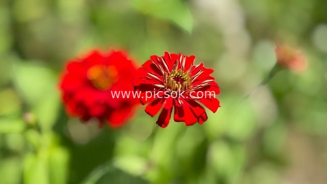 夏日花园中的红色百日菊高清花卉图
