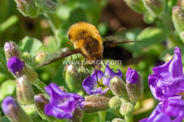 insect, blossoms, trunk, pollination, wing, mourners, biotope, eco system, wildlife, natural reserve