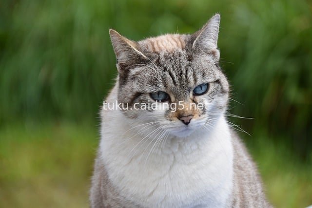 蓝眼睛云系猫 户外清新猫咪特写