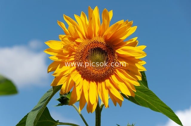 明艳向日葵绽放蓝天 高清自然花卉壁纸