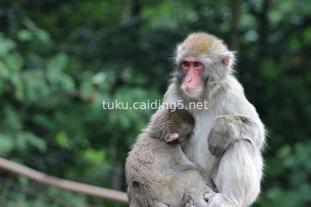 Intimate Snuggle Between Macaque Mother and Cub: Heartwarming Wild Animal Kinship Scene