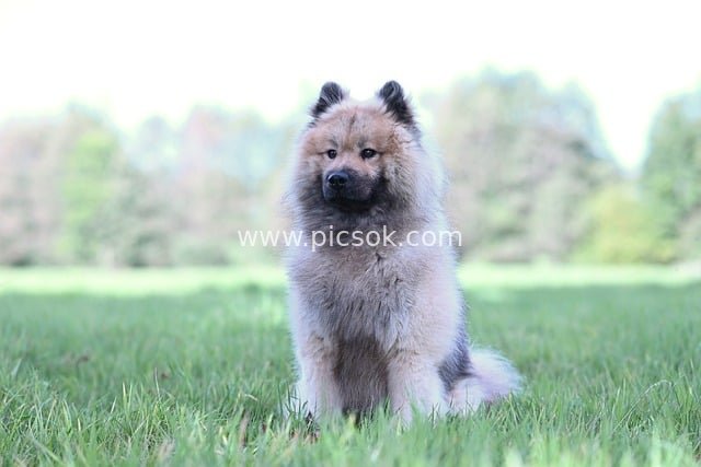 Olaf the Eurasier: Adorable Canine in a Natural Lawn Scene