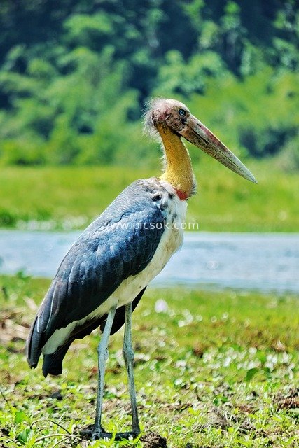 野外巨型鸟类爪哇秃鹳特写 野生老鸟生态图