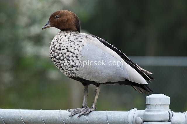 斑纹鸭栖息金属围栏 野生动物鸟类摄影素材