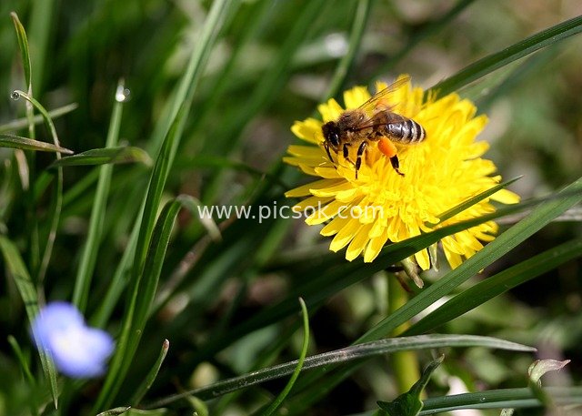 Spring Natural Ecology Close-up: Bee Collecting Nectar from Dandelions
