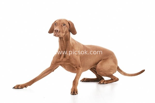 HD Pet Photo of an Elegantly Stretched Brown Hound