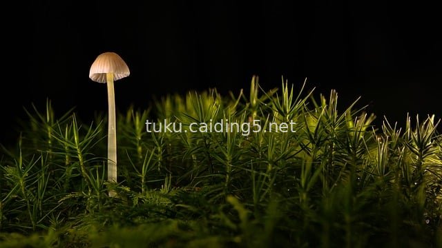 森林地面白色小蘑菇与绿色苔藓自然特写
