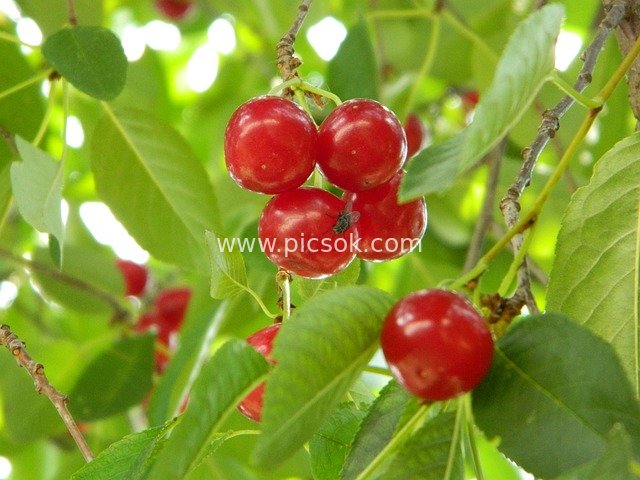Fresh Red Cherries Cling to Branches, Lush Orchard Full of Vitality