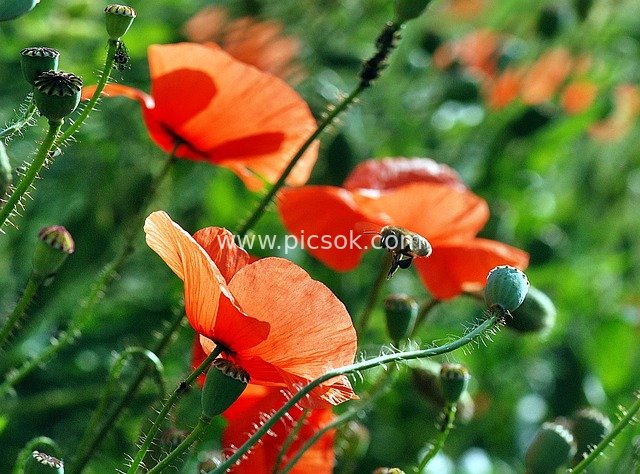 Macro Close-up: Pollination Moment of Poppy Flowers and Honeybees
