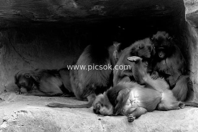Black-and-White Photography Material of a Baboon Group in a Zoo Cave
