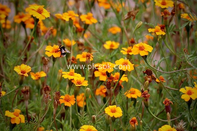 Bumblebee Pollination in French Marigold Field: Insects Gathering Nectar in Spring Blossom Sea