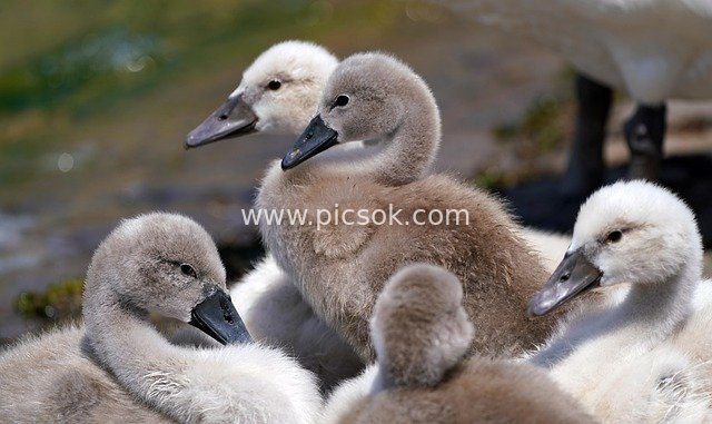 Adorable Baby Swan Group Portrait – Close-Up of a Cute Waterfowl Family