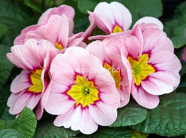 粉色报春花绽放 柔美花瓣与鲜黄花蕊特写