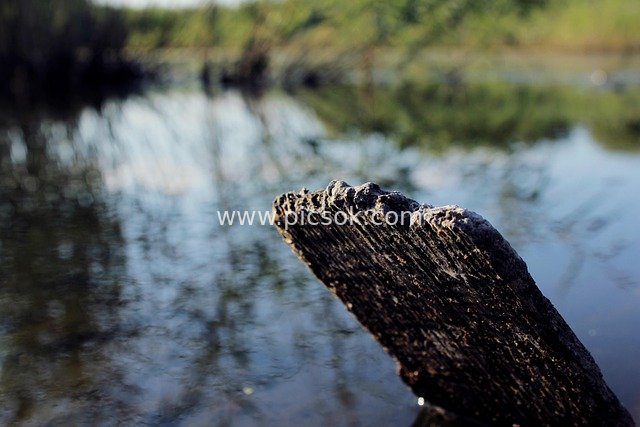 Wetland Old Wood Plank and Water Surface Natural Landscape Material