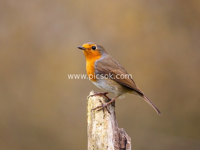 robin, bird, nature, wildlife, plumage, perched, feathers, birdwatching, ornithology, songbird, avian, beak, wild, garden, uk