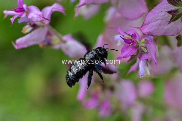 夏日木蜂采蜜 粉色花簇微距特写