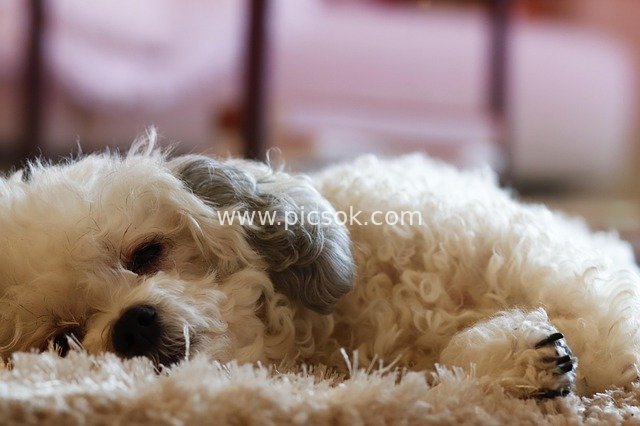 Adorable White Curly-Haired Purebred Bolonka Puppy Relaxing Lazily