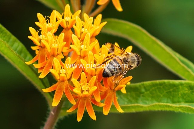 夏日阳光下蜜蜂采蜜橙色蝴蝶草特写