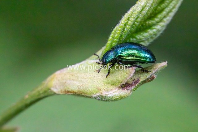Macro Close-Up: Blue-Green Beetle Resting on Tender Green Leaf Bud