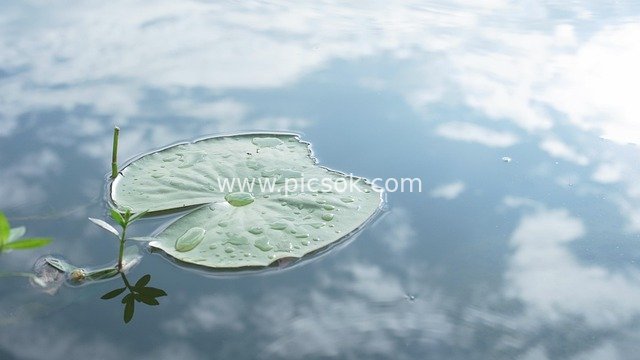 lotus leaf, pond, nature, inverted image, yunnan, travel, blue leaf, blue leaves