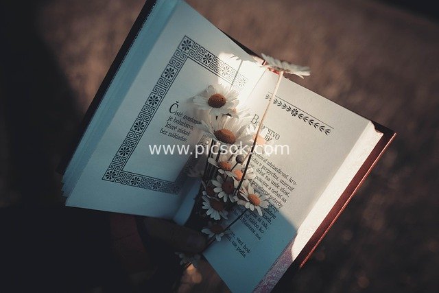 哲学书籍插雏菊 静谧文艺阅读场景