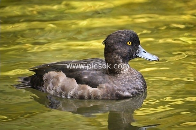 棕黑羽毛水鸟浮水面 野生鸭子自然栖息图