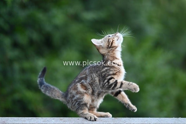 Agile Tabby Kitten: Adorable Dynamic Moment in Natural Background