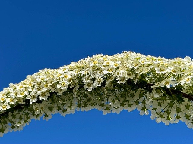 White Spring Blossom Clusters Against a Blue Sky – Fresh Natural Wallpaper