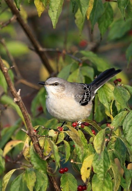 嘲鸫栖息红叶枝间 自然野趣小鸟特写