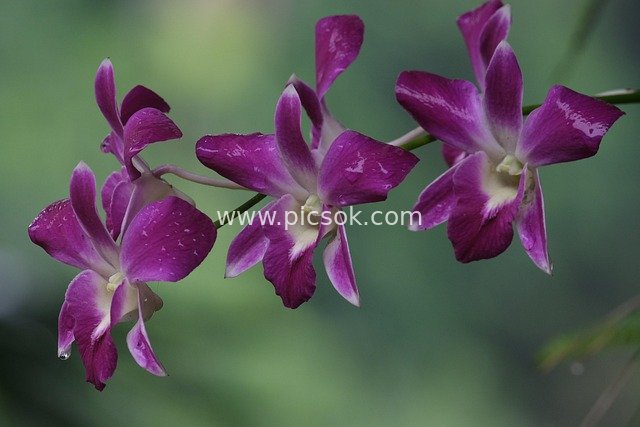 娇艳紫色石斛兰特写 清新自然花卉素材