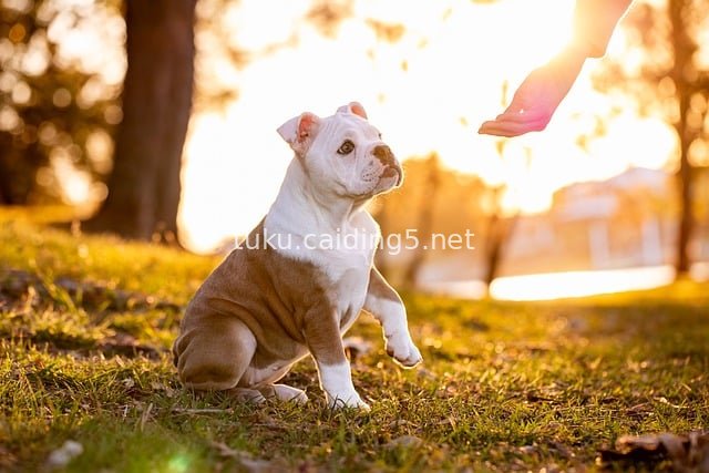 Heartwarming Scene of Adorable Bulldog Puppies Interacting at Sunset