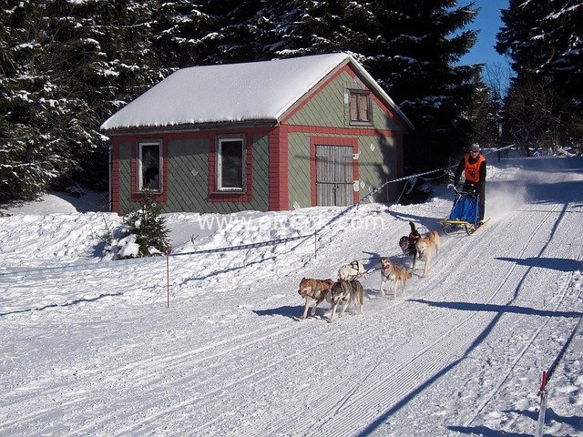 German Winter Sled Dog Race: Racing Moments by Snowy Cabin
