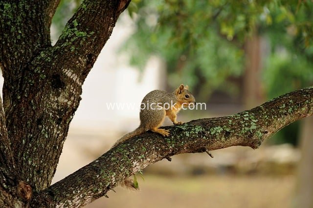 Adorable Warm-Yellow Squirrel on a Branch | Natural Wildlife Scene