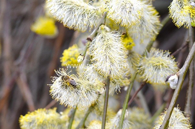 Close-up of a Bee Collecting Nectar on Catkins in Spring