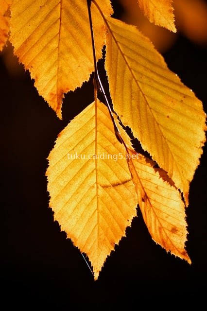 Close-Up of Golden Autumn Leaves with Clear Veins - Natural Wallpaper Material