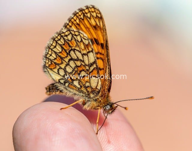 Macro Close-up: The Beauty of a Heath Leopard Butterfly on a Finger