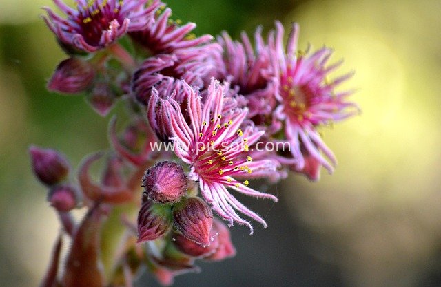 长生草粉色花朵特写 多肉植物自然壁纸素材