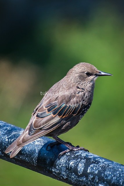 棕褐野生鸟栖息栏杆 自然特写摄影素材